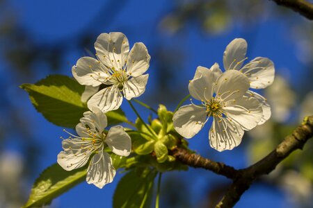 Blossom flowers white blossom