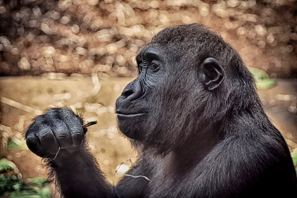 Zoo furry omnivore