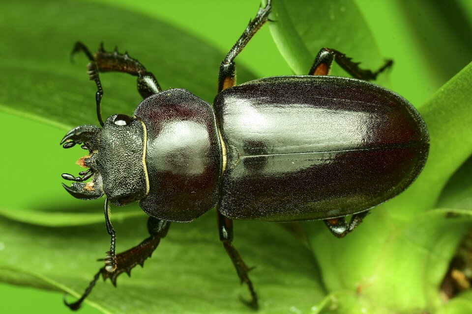 Oak insect the deer and the cockroaches cancer male