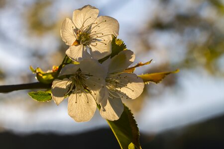 Blossom flowers white blossom