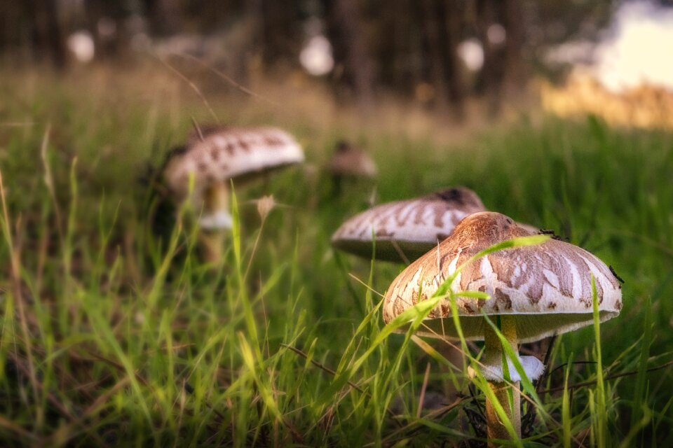 Forest autumn fungi