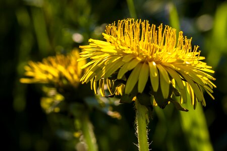 Yellow pointed flower spring