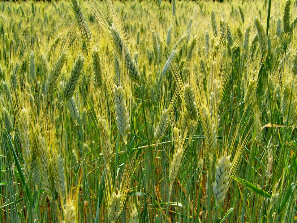 Wheat field wheat ear agriculture