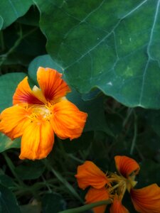 Red flora leaves