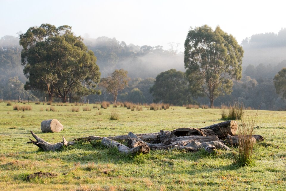 Logs landscape timber