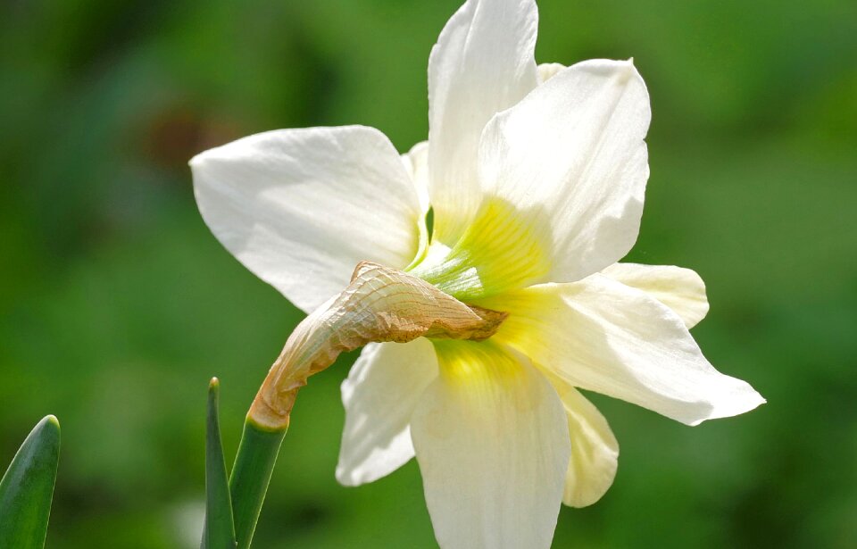 Back daffodil white