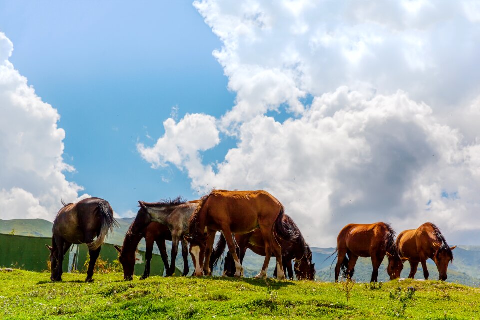 Green grass mountains sky