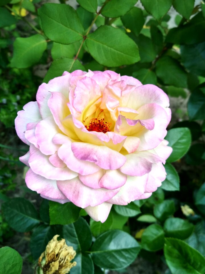 Tender luxury pink