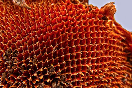 Perianth tube honeycomb close up