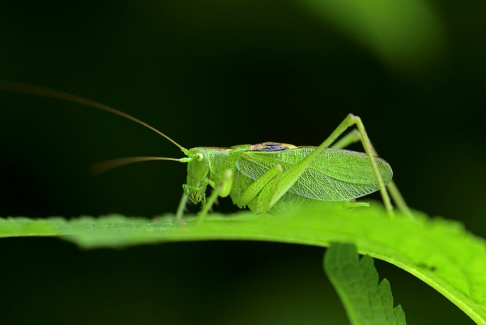 Summer insects the chi nature