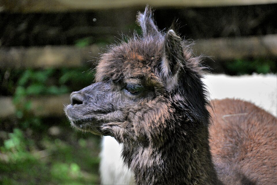 Animal portrait livestock attention photo