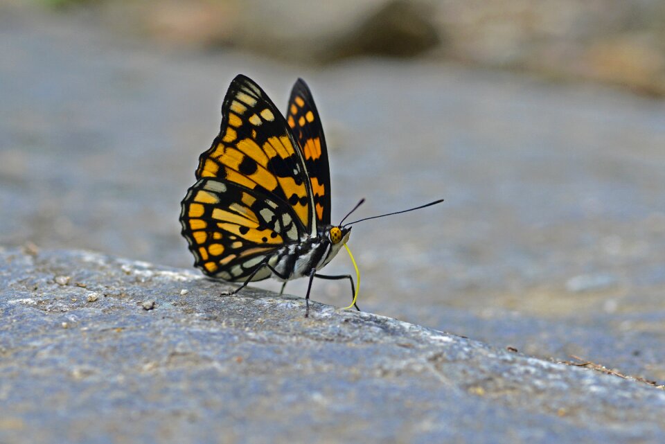 For the monarch butterfly nature summer insects