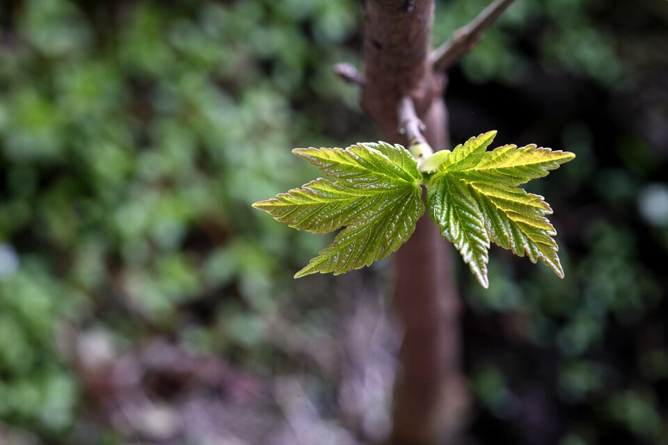 Nature plant growth
