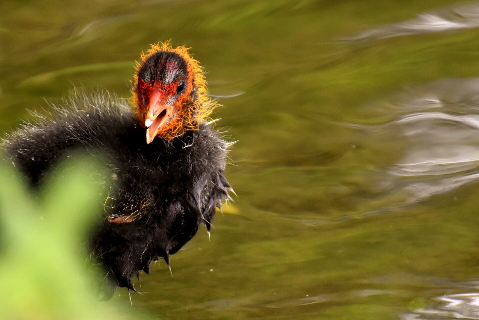 Animal animal world animal portrait