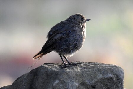 Rotschwaenzchen bird songbird