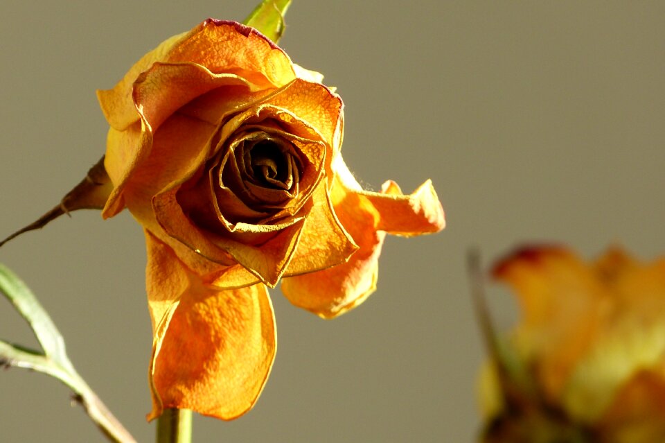Age beauty yellow