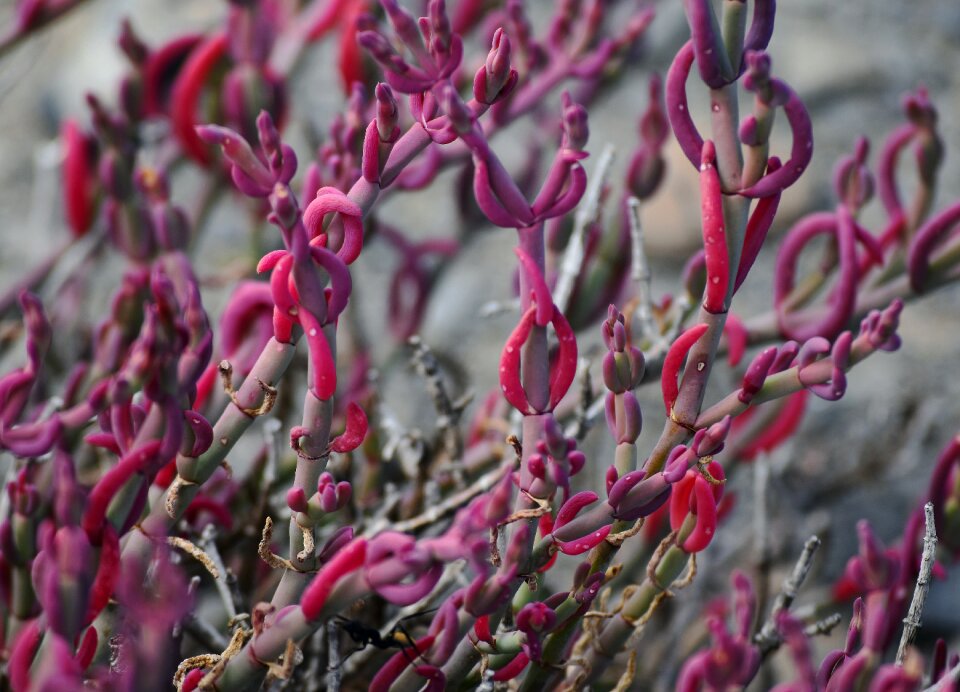Succulent desert south africa