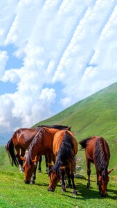 Green grass mountains sky