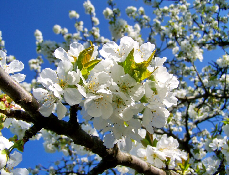 Cherry blossoms fruit tree white flower