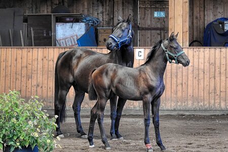 Foal rap riding horses photo