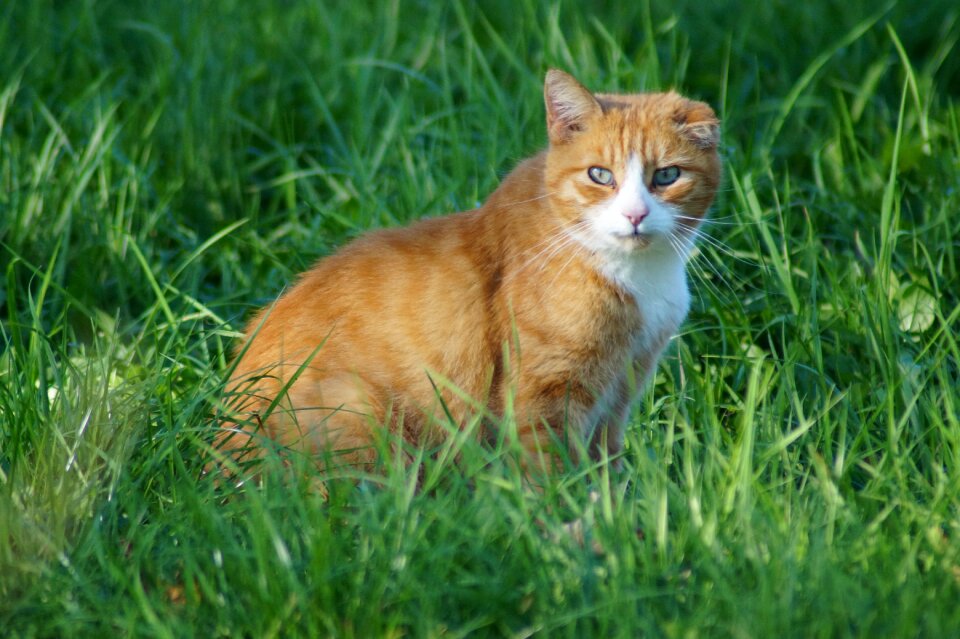 Pet animal world view