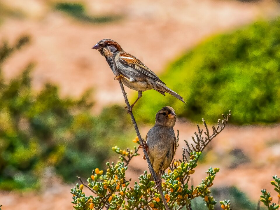 Wildlife animal outdoors