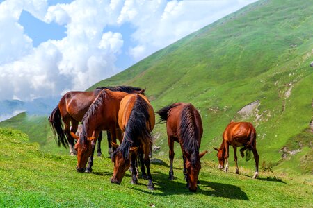 Green grass mountains sky