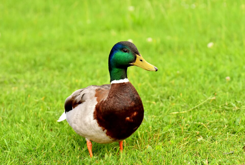 Bill male mallard duck bird photo