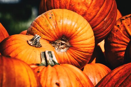 Decoration decorative squashes harvest