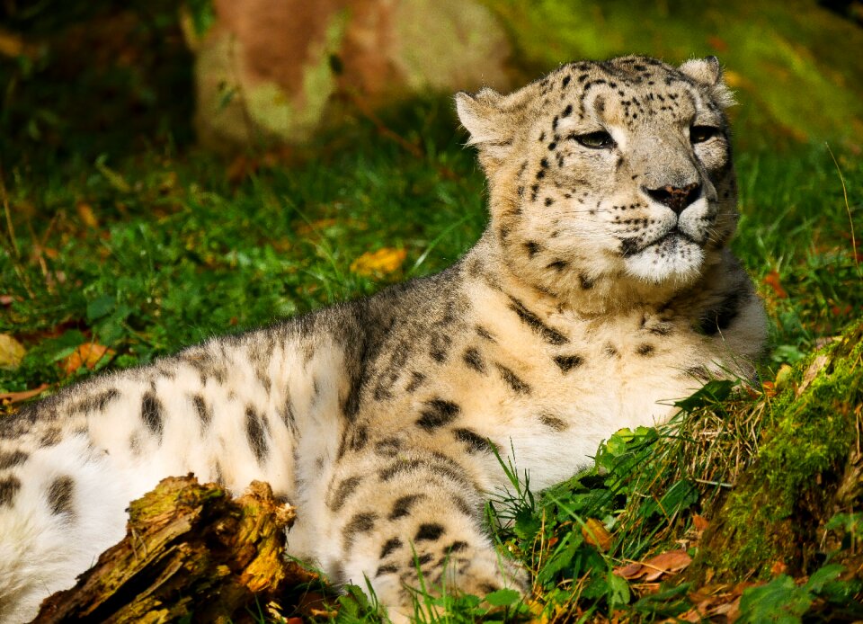 Mammal cat carnivores