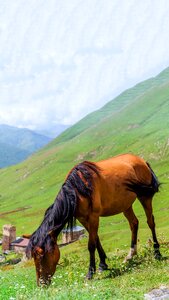 Green grass mountains sky