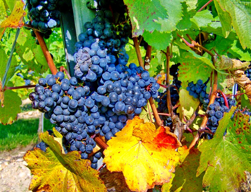 Red grapes fall harvest ripe fruit