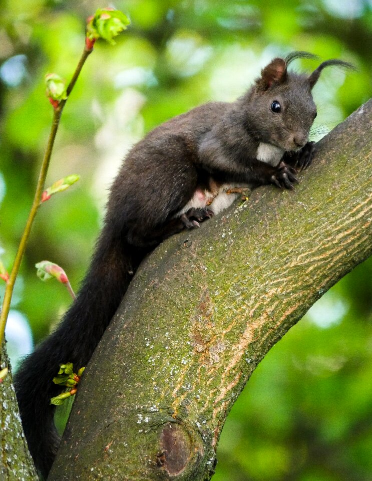 Verifiable kitten black squirrel attention