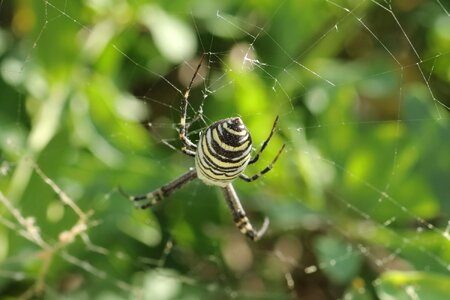 Poisonous spider web sun