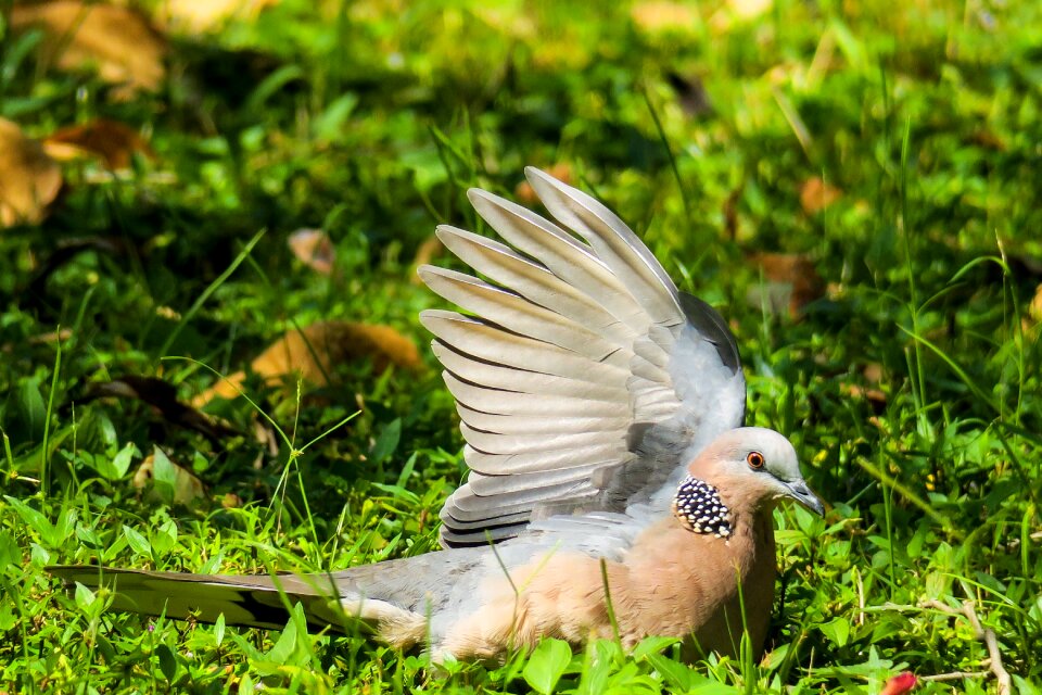 Wildlife nature ikaruga