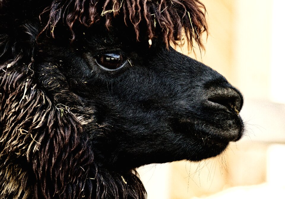 Animals cute good aiderbichl