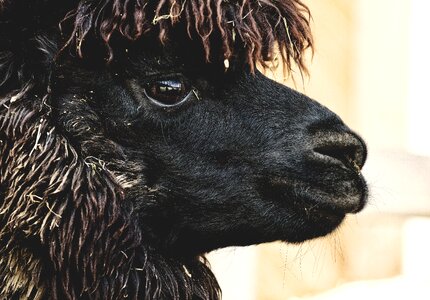 Animals cute good aiderbichl