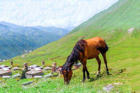 Green grass mountains sky