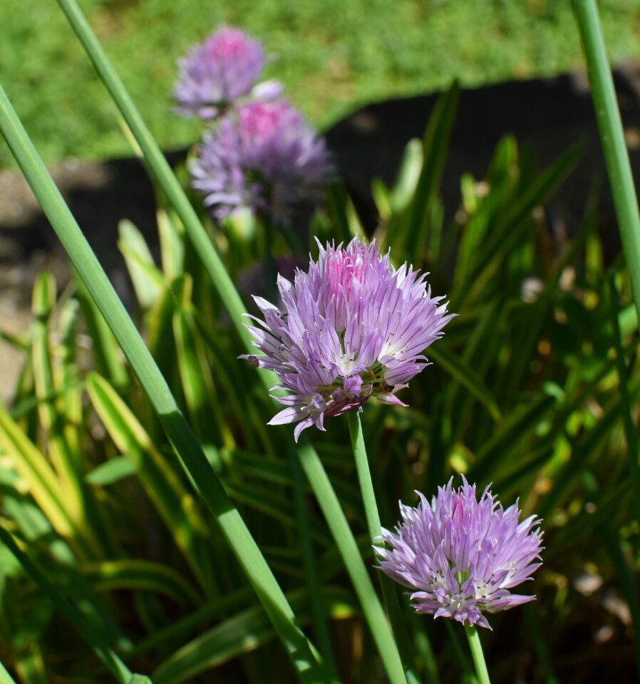 Bloom plant culinary