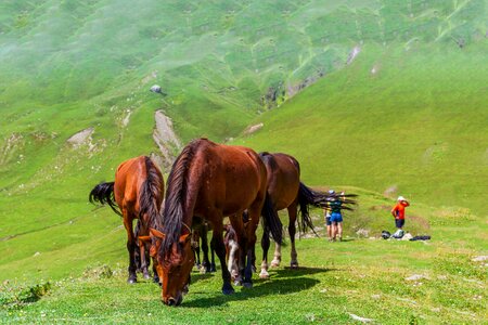 Green grass mountains sky
