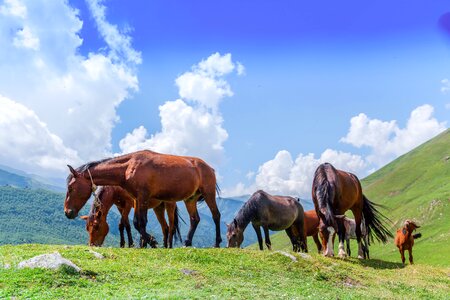 Green grass mountains sky photo