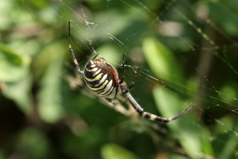 Sun little spider web