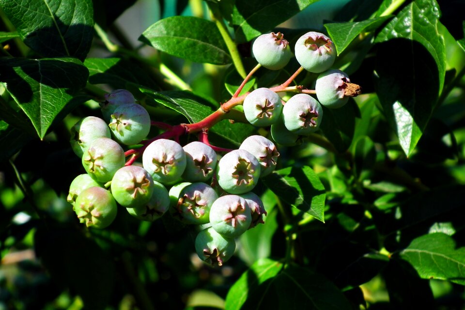 Closeup nature spring