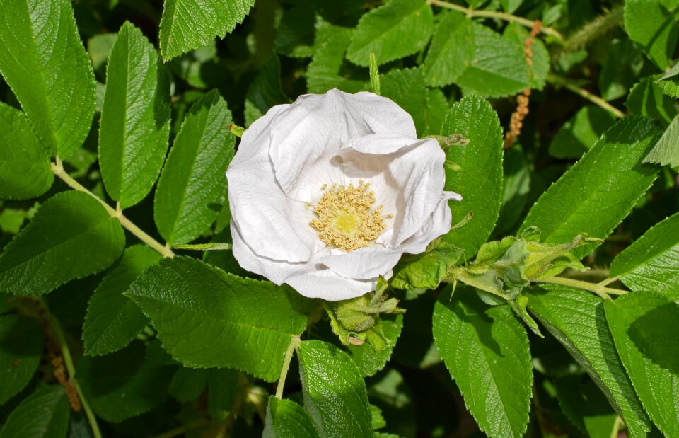 Blossom bloom nature