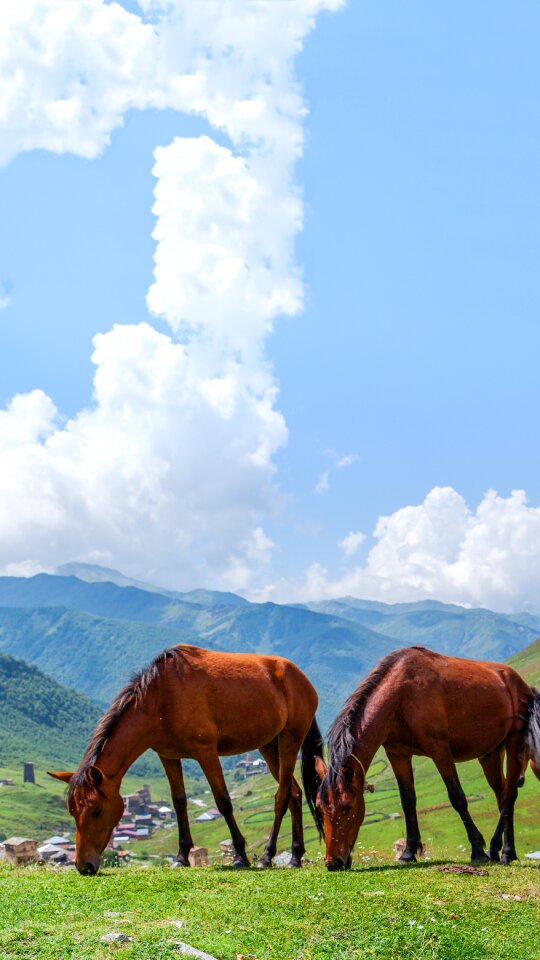 Green grass mountains sky