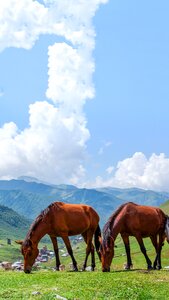 Green grass mountains sky