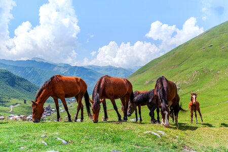 Green grass mountains sky