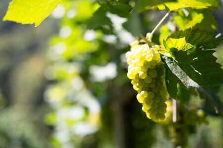 Fruit winegrowing grapes photo