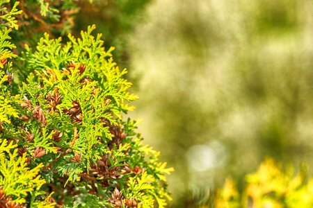 Green outdoor spring