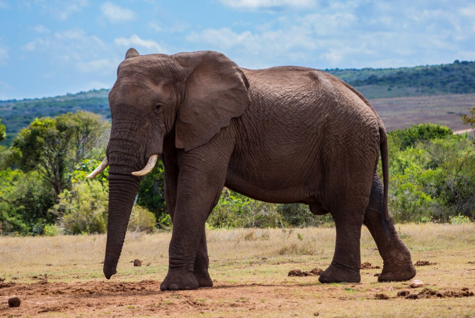 Africa safari wildlife